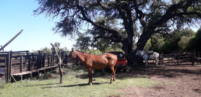 Senasa: Acreditación en Sanidad equina