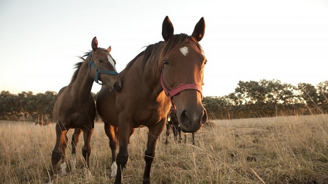 Condiciones sanitarias que se deben cumplir para el movimiento de équidos