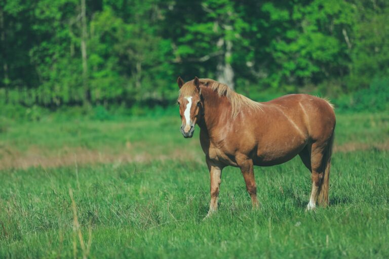 Por foco de rinoneumonitis equina en Europa, Argentina reforzó controles de importación