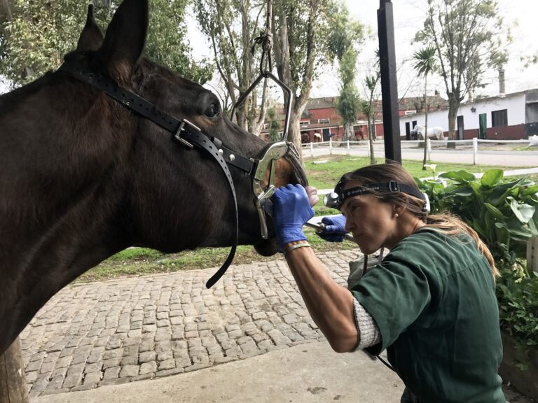El cuidado bucal en equinos es fundamental para su performance