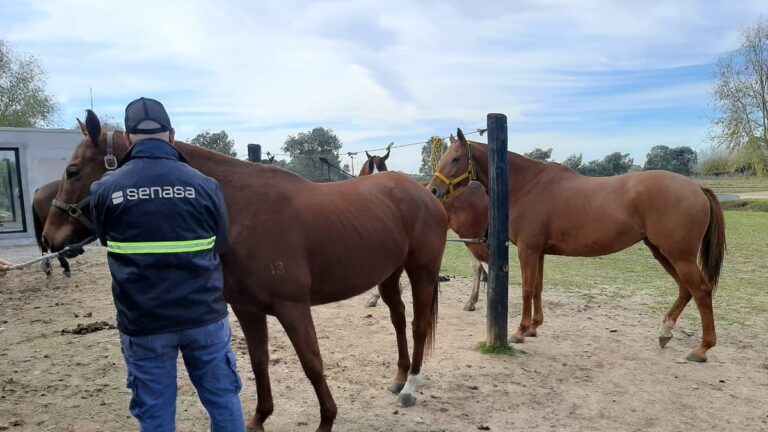 Inspecciones sanitarias a equinos en campos del norte bonaerense