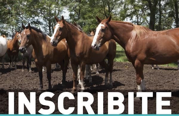 Curso virtual de acreditación en Sanidad equina