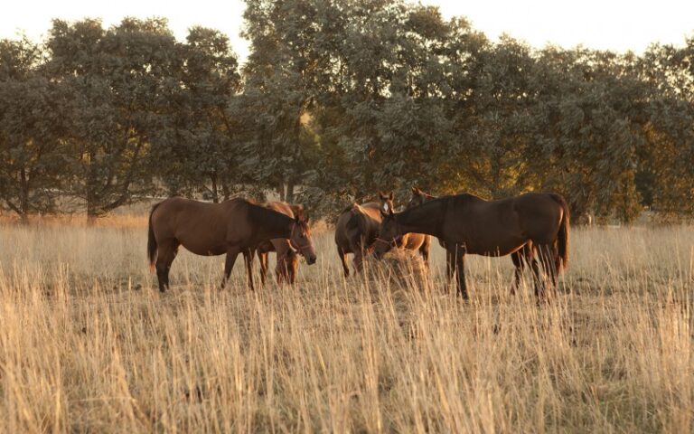 Informe técnico N° 3 de la DNSA sobre HVE-1