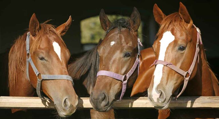 Informe técnico N° 1 de la DNSA sobre HVE-1