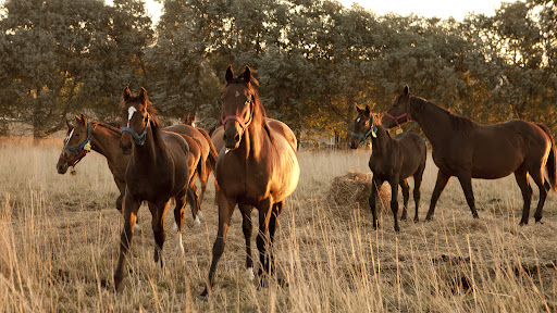 Comunicado del INTA sobre casos positivos de EHV-1 neurológico