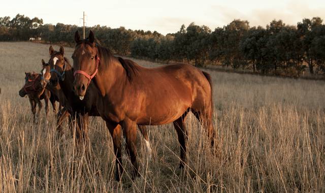 Informe técnico N°2 de la DNSA sobre HVE-1