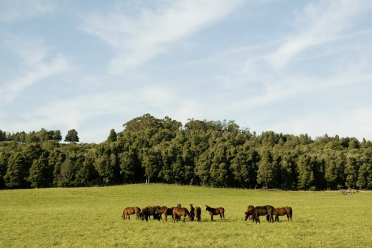 Principales medidas y recomendaciones para la prevención de la influenza equina