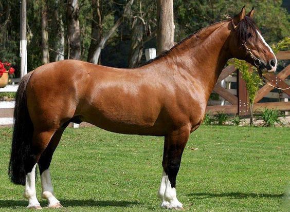 Epidemiología para el veterinario de campo. ¿Qué es ser centinela?