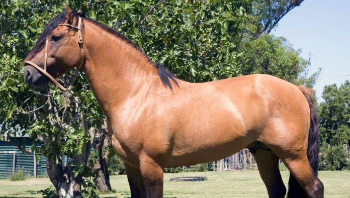 caballocriollo-infoganaderia-1