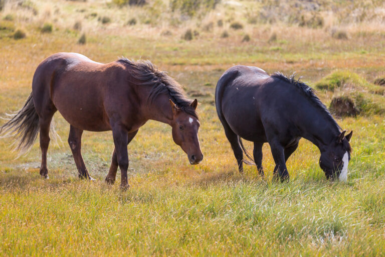 Se detectó el herpes virus equino tipo 1 en cuatro animales de competición de San Isidro